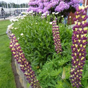 Flowers at Kingston, May 24, 2015