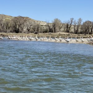 Green River, WY lots of Pelicans