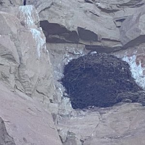 Flaming Gorge, geese in a eagles nest