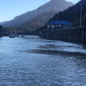 Entering Bonneville Lock through all the log debris