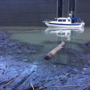 All the debris in the Bonneville lock