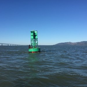 Sea Lions on Buoy near Astoria