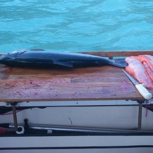 Silver Salmon in Valdez, AK
