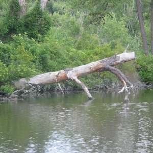 Media 'Many hazzards to navigation' in album 'Broadkill River narrow but deep'