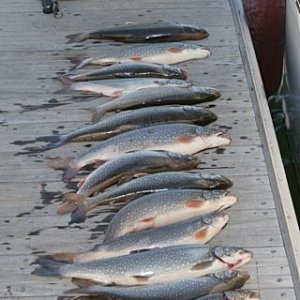 Here Fishy Fishy
