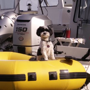 Baxter in Dinghy