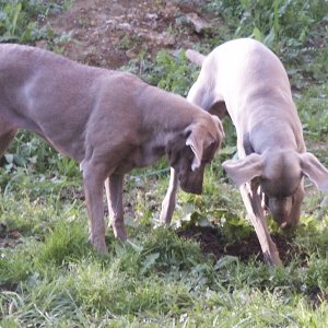 The Hounds