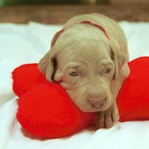 (Da Nag) Baby Lulu