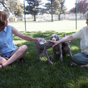 (Da Nag) Lulu\'s siblings