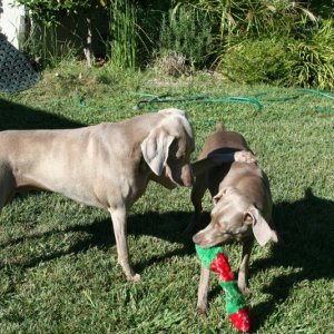 Jake Da foster dog and pal Lulu