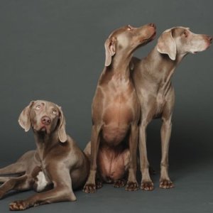 Koko, Lulu, Yogi