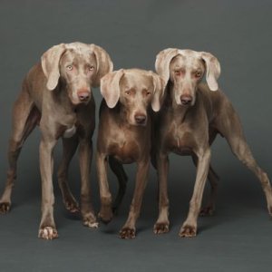 Koko, Lulu, Yogi