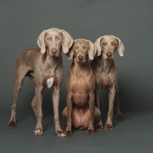 Koko, Lulu, Yogi