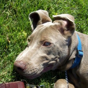 Media 'Foster Pup' in album 'The Hounds'