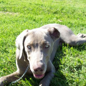 Media 'Foster Pup' in album 'The Hounds'