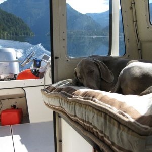 Media 'Yogi on lake Crescent' in album 'The Hounds'