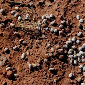 Looks like petrified deer droppings.
