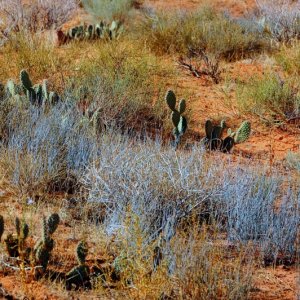 Open your eyes and you will find beauty in the desert.