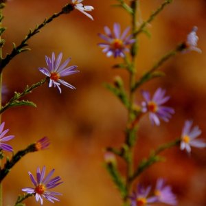 Desert flowers.
