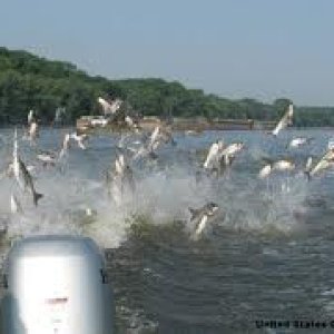 Attack of the flying fish (silver carp)