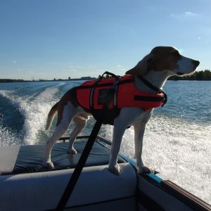 Media 'Gotta have your head out the window.' in album 'The Sea Beagle! 1987 Glasstream 152 Tempest vith Volvo Penta 4 cylinder. We completely restored this boat.'