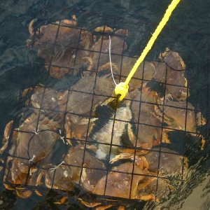 (Rock-C) Blakely. 18 crab in one pull