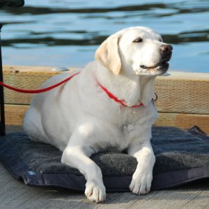 Gus, the wonder dog....