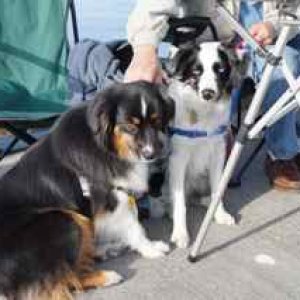 Bella and Patch (Kingfisher II)