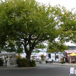 The big tree