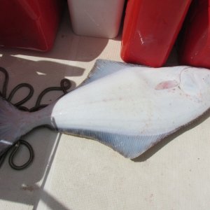 Halibut caught in Estevan Sound