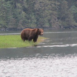 Khutze Inlet Grizzly