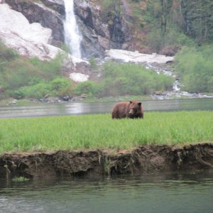 Khutze Inlet Grizzly