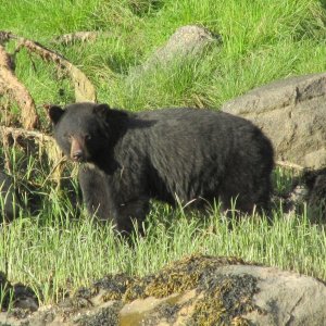 Giltoyees Inlet Black Bear