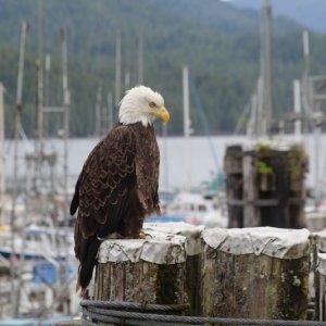 Eagle at Rushbrook Floats (Prince Rupert)