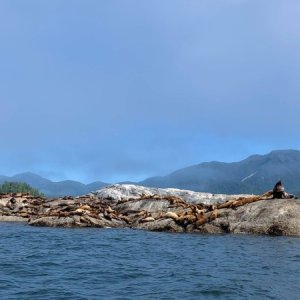 Sea Lion colony (Ashdown Island)