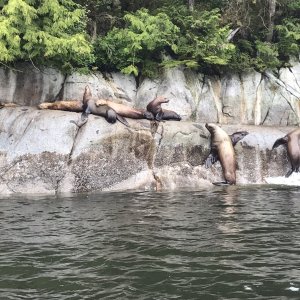 Sea Lions in Princess Royal Channel