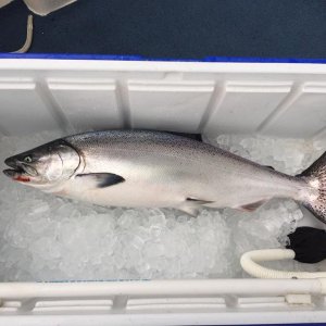 30\" King Salmon caught off Port Washington