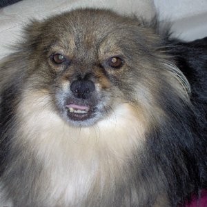 Media 'St Johns trip I'm not telling you again,LEAVE ME ALONE!' in album 'Poo Bear
Cow dog as 2nd Mate ???????'