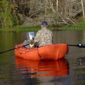Media 'This is 1st class, Two big horses are now taking me to the wash room. The boss does the back up with those oars.' in album 'Poo Bear
Cow dog as 2nd Mate ???????'