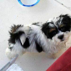 "Baxter"