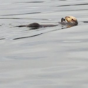 WH-Sea Otter