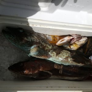 Cooler full of bottom fish