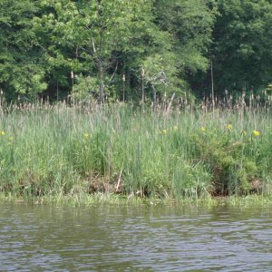 1s Irises Selden Creek