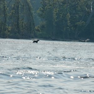 Media 'Walking on water?' in album '1 Arriving at Selden Is'
