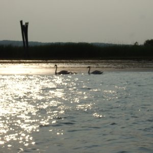 Media 'Swans at Old Lyme Mooring' in album '1 Arriving at Selden Is'