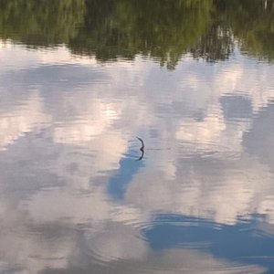 The Loch Biohazard monster.