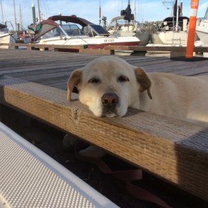 Daisy @ Powell River Gathering