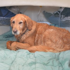 Media 'Just a little sleepy' in album 'Mike & Helen with ClueZo our new boat!'