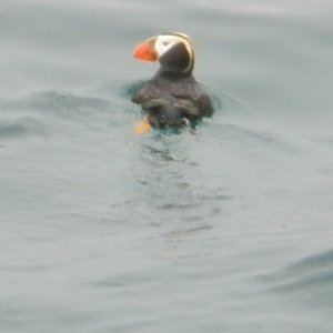 puffins