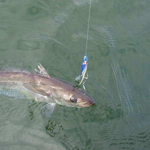 Hake